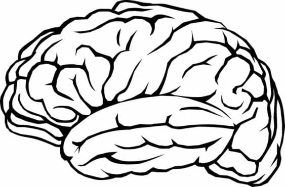 Brain