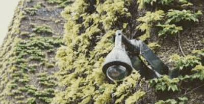 camera in trees or bushes