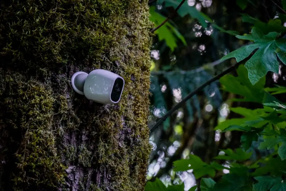 security camera mounted at the tree